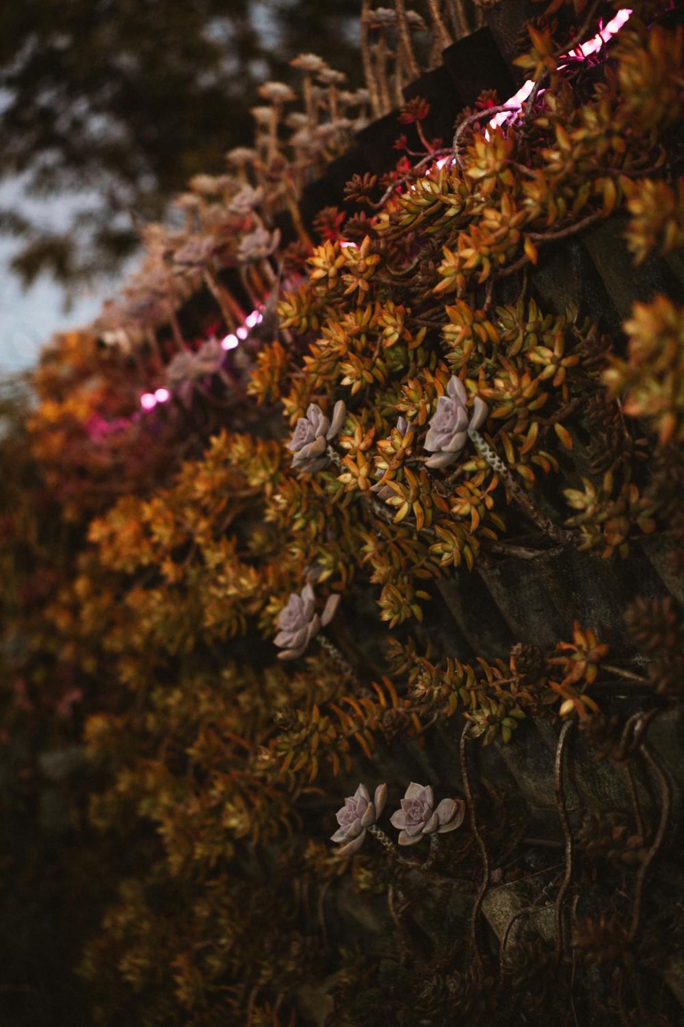La Finca De Vane Valle de Guadalupe Dış mekan fotoğraf
